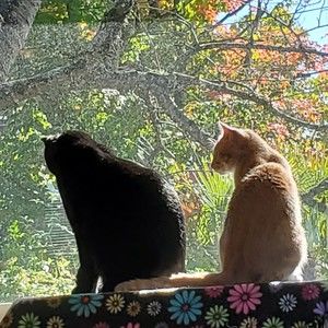 Meet your Posher, Abby